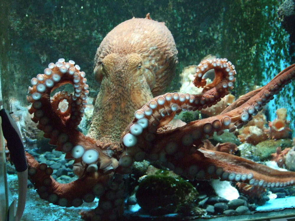 ミズダコ – 東北エプソンアクアリウムかもすい(鶴岡市立加茂水族館)【公式サイト】