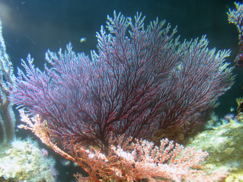 オオギウミヒドラ