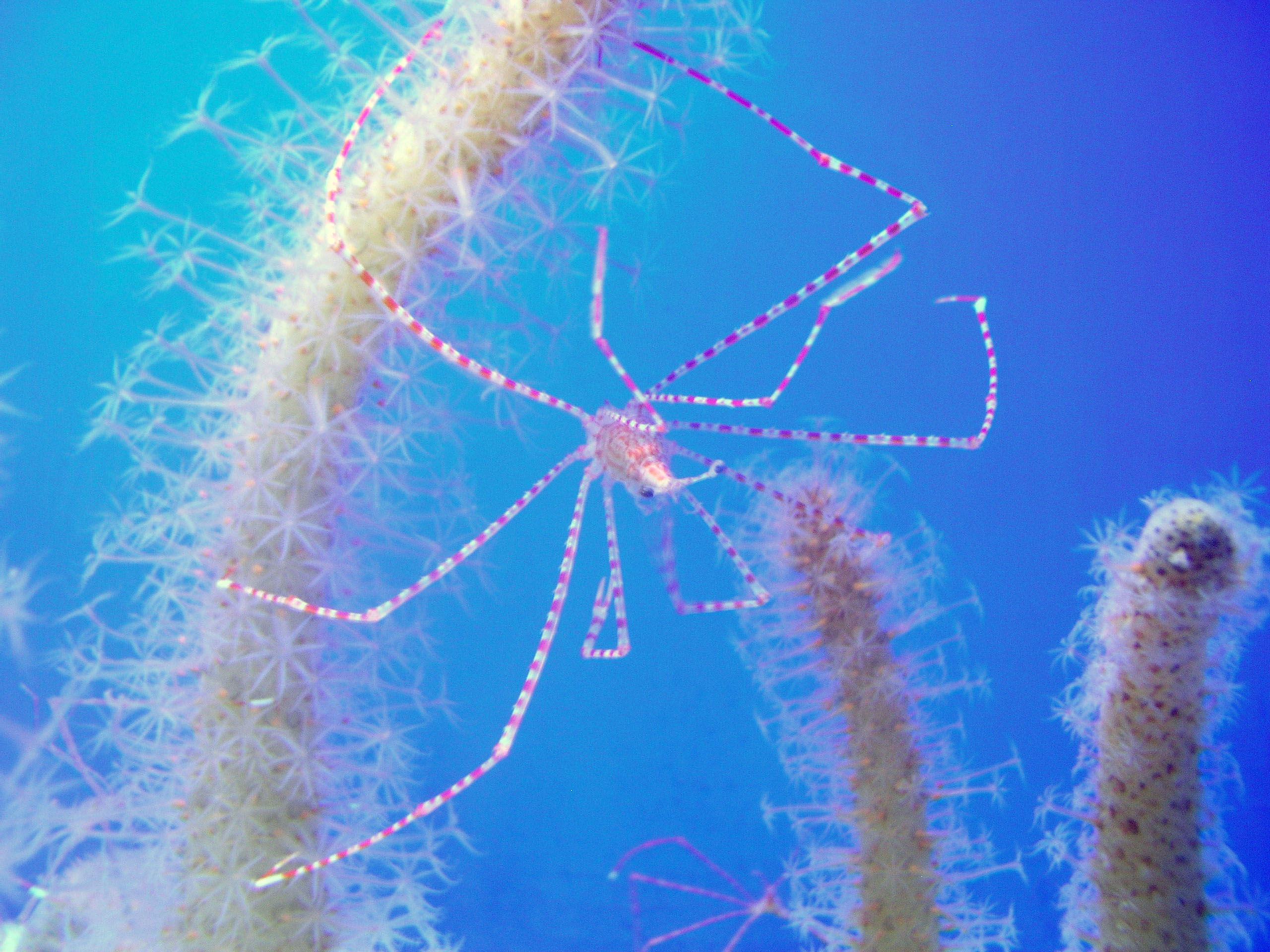 サナダミズヒキガニ