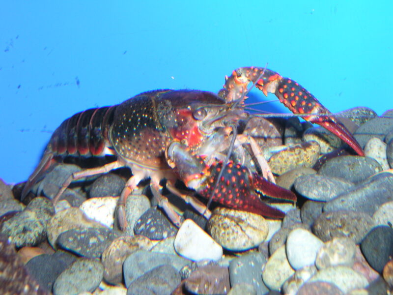 アメリカザリガニ