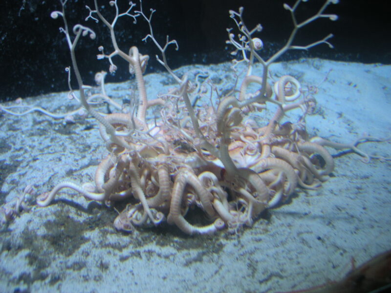 オキノテヅルモヅル