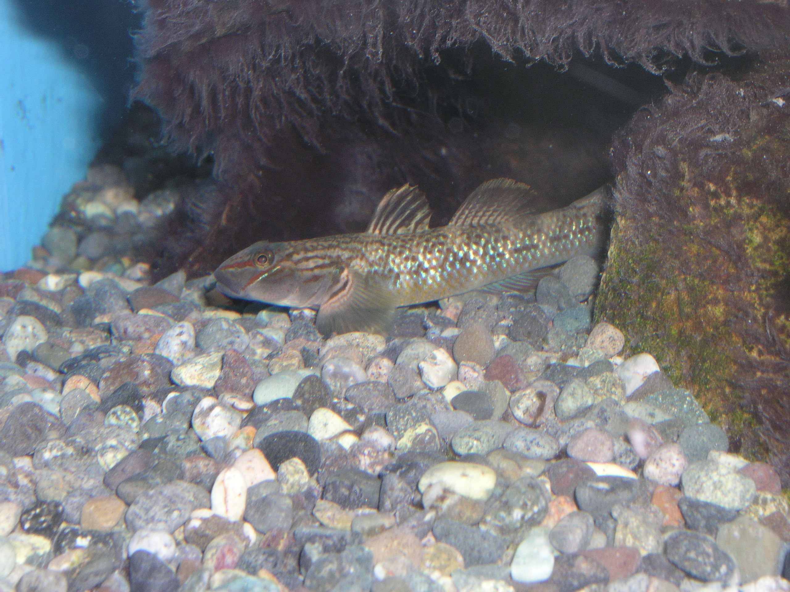 クロヨシノボリ