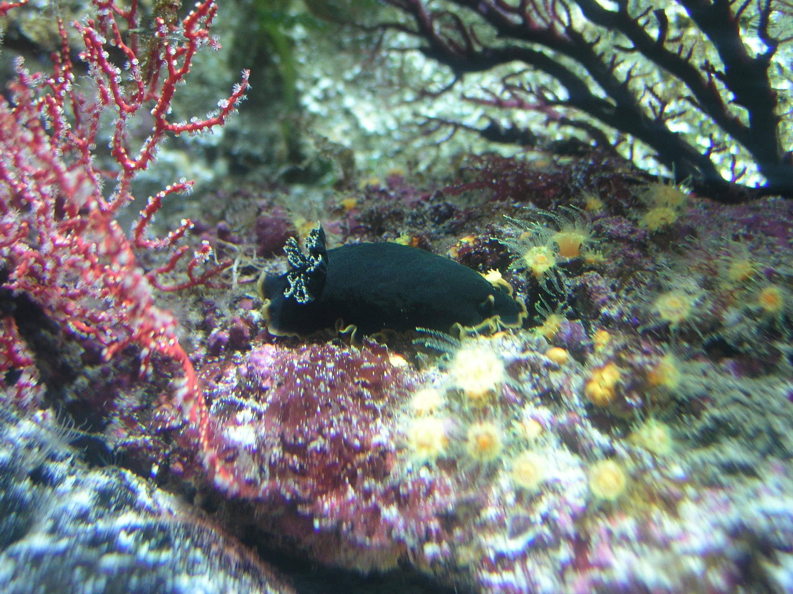 クロシタナシウミウシ