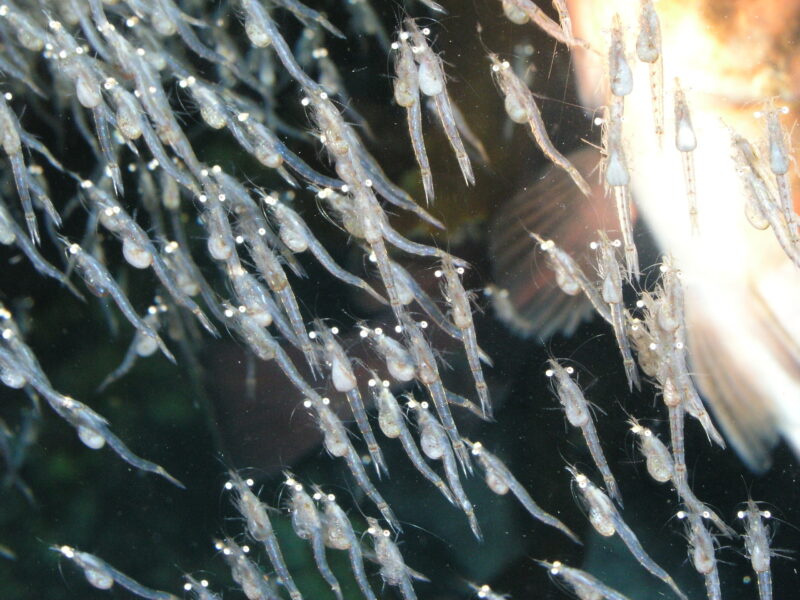 コブヒゲハマアミ