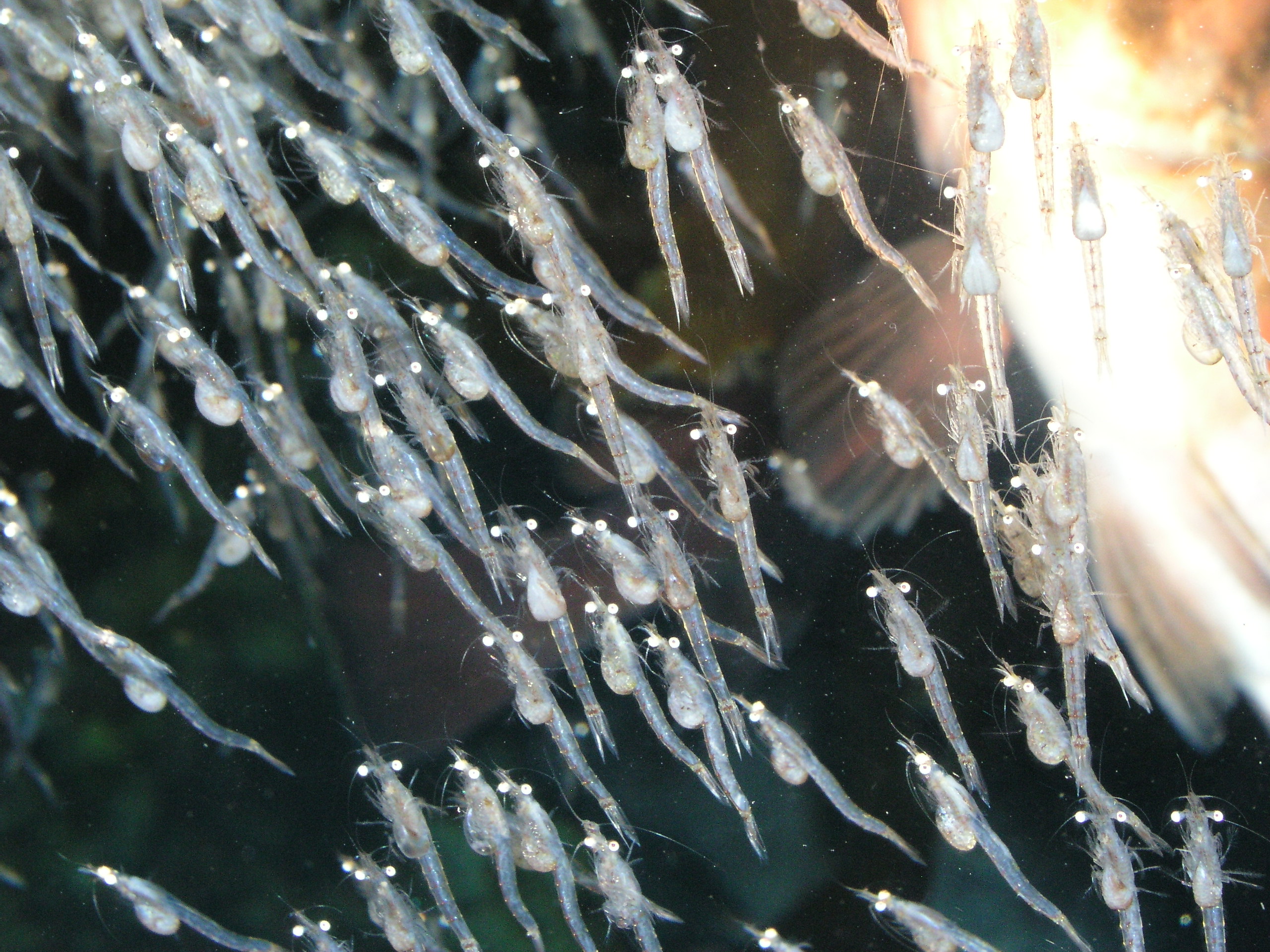 コブヒゲハマアミ