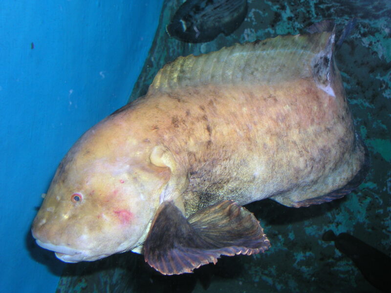 イサゴビクニン