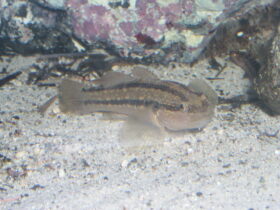 アカオビシマハゼ