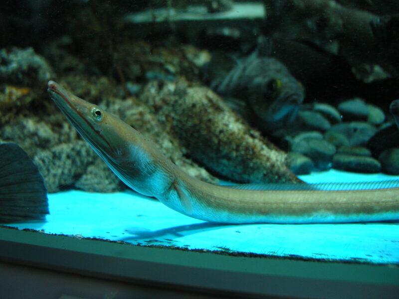 ダイナンウミヘビ