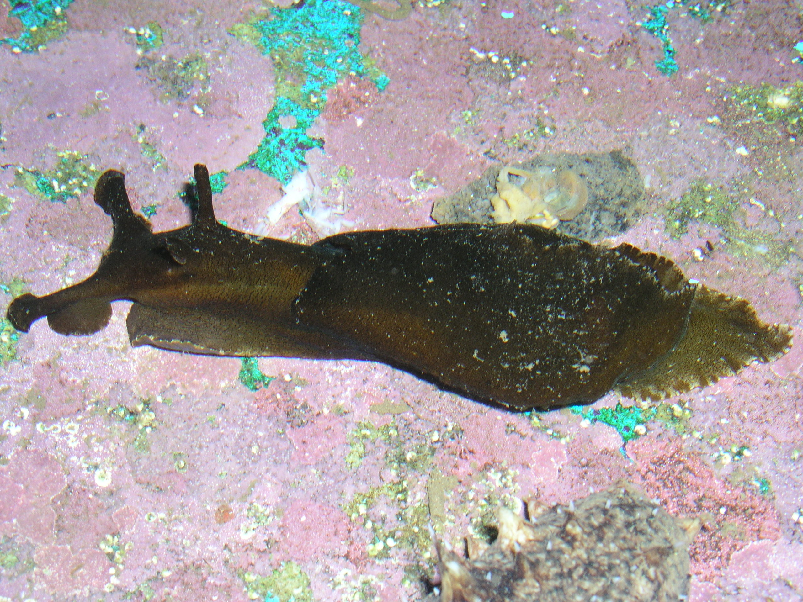 アマクサアメフラシ