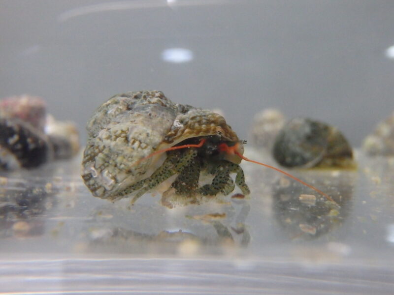 ケアシホンヤドカリ