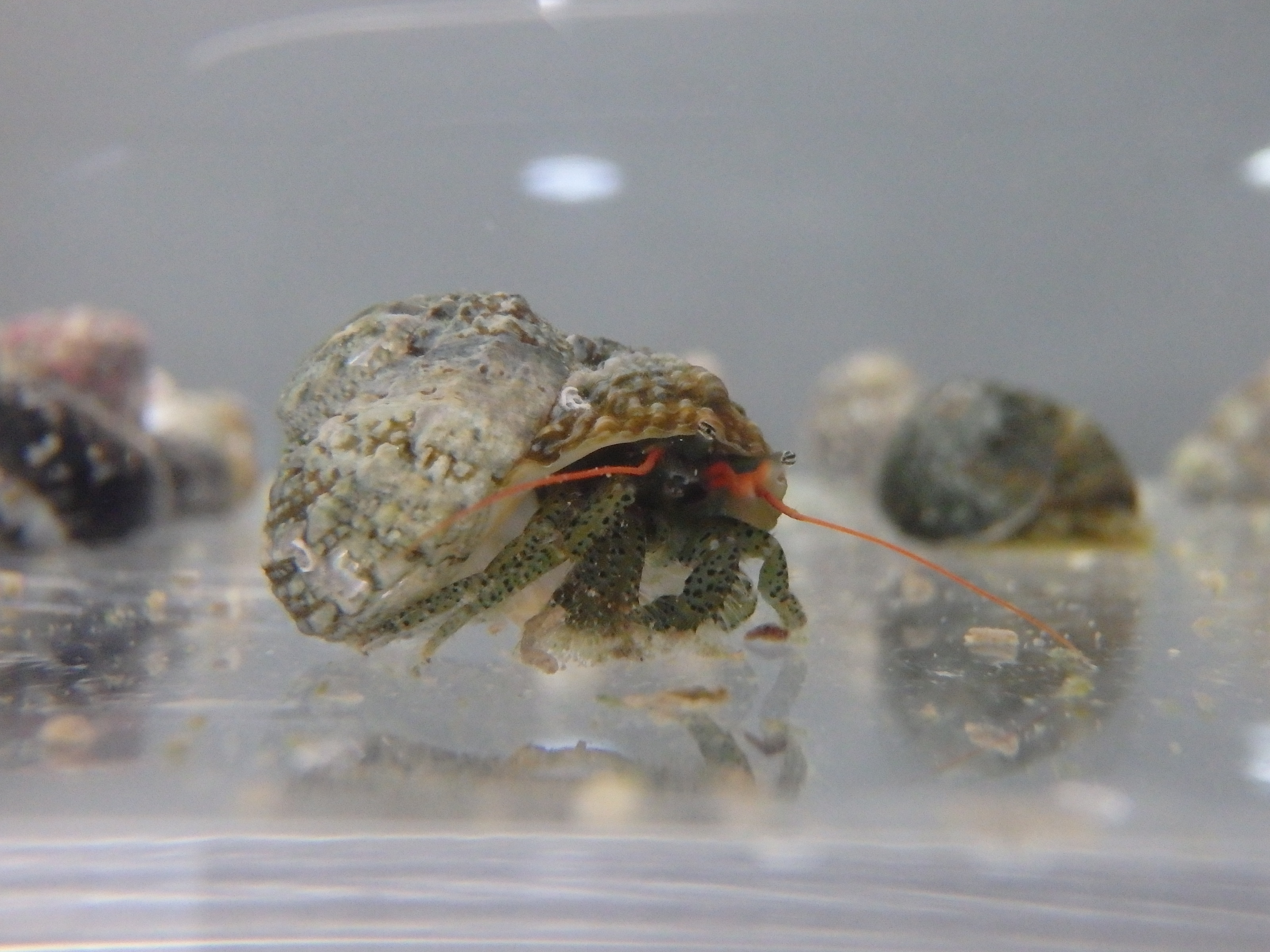 ケアシホンヤドカリ