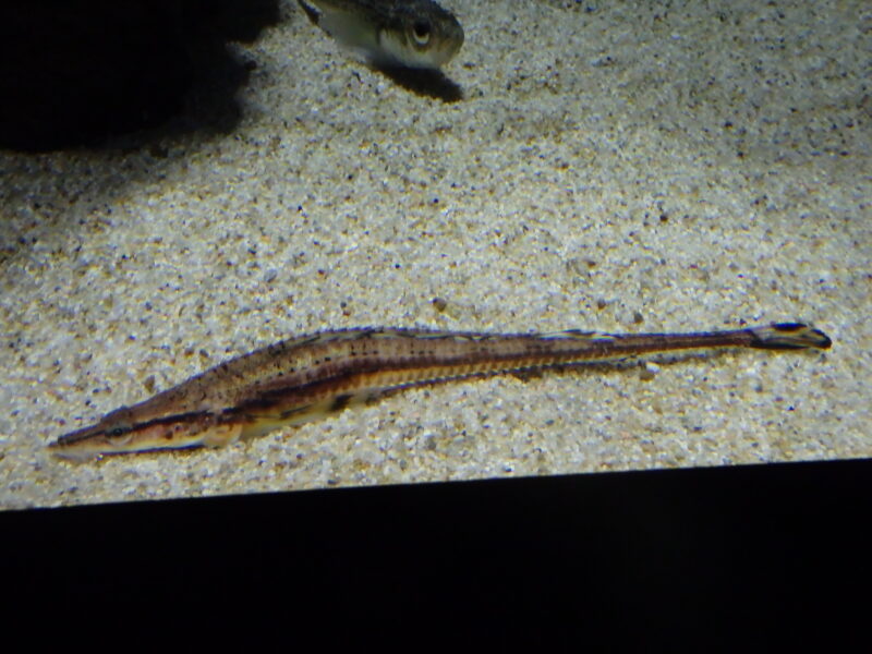 オニシャチウオ