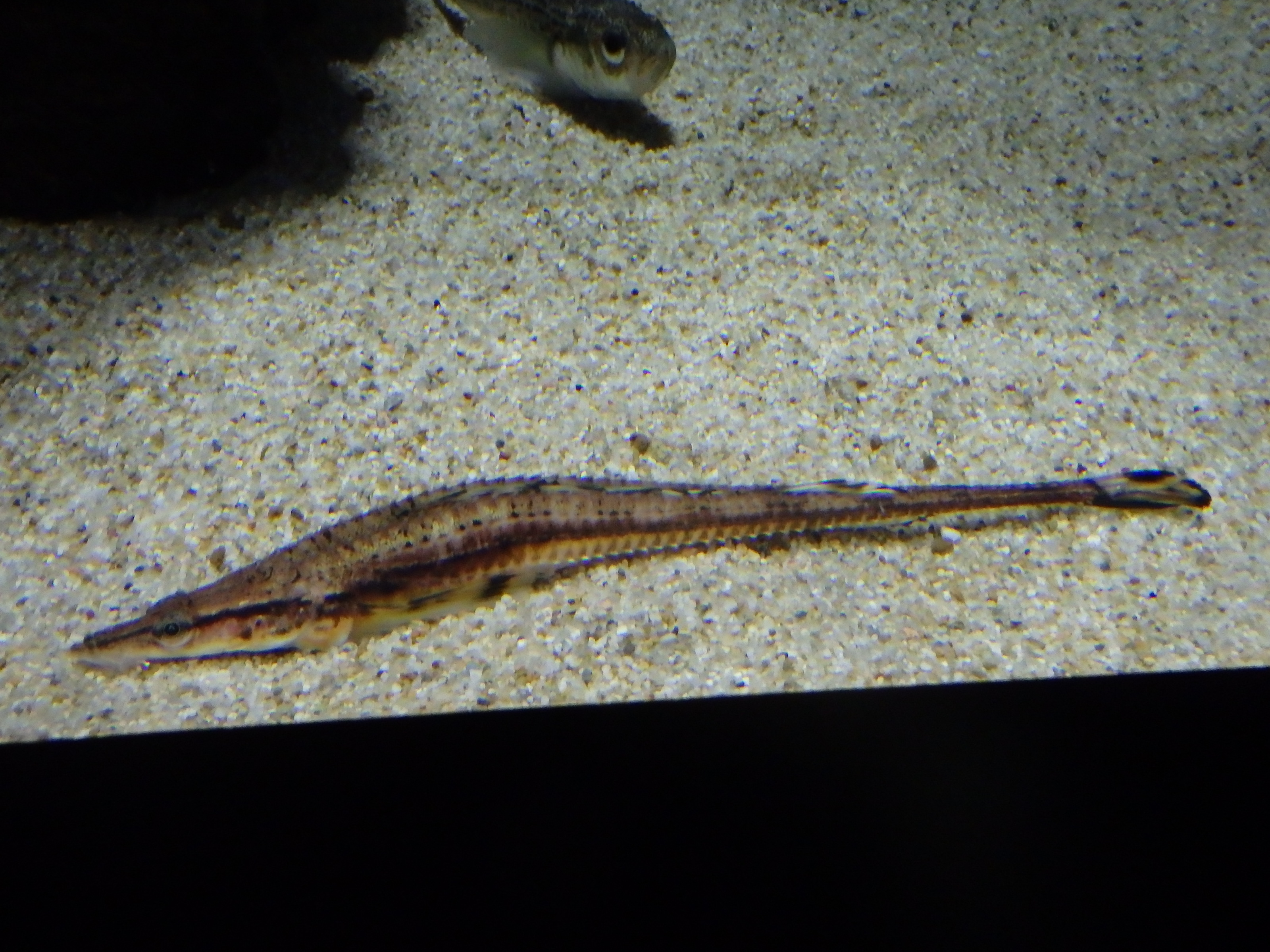 オニシャチウオ