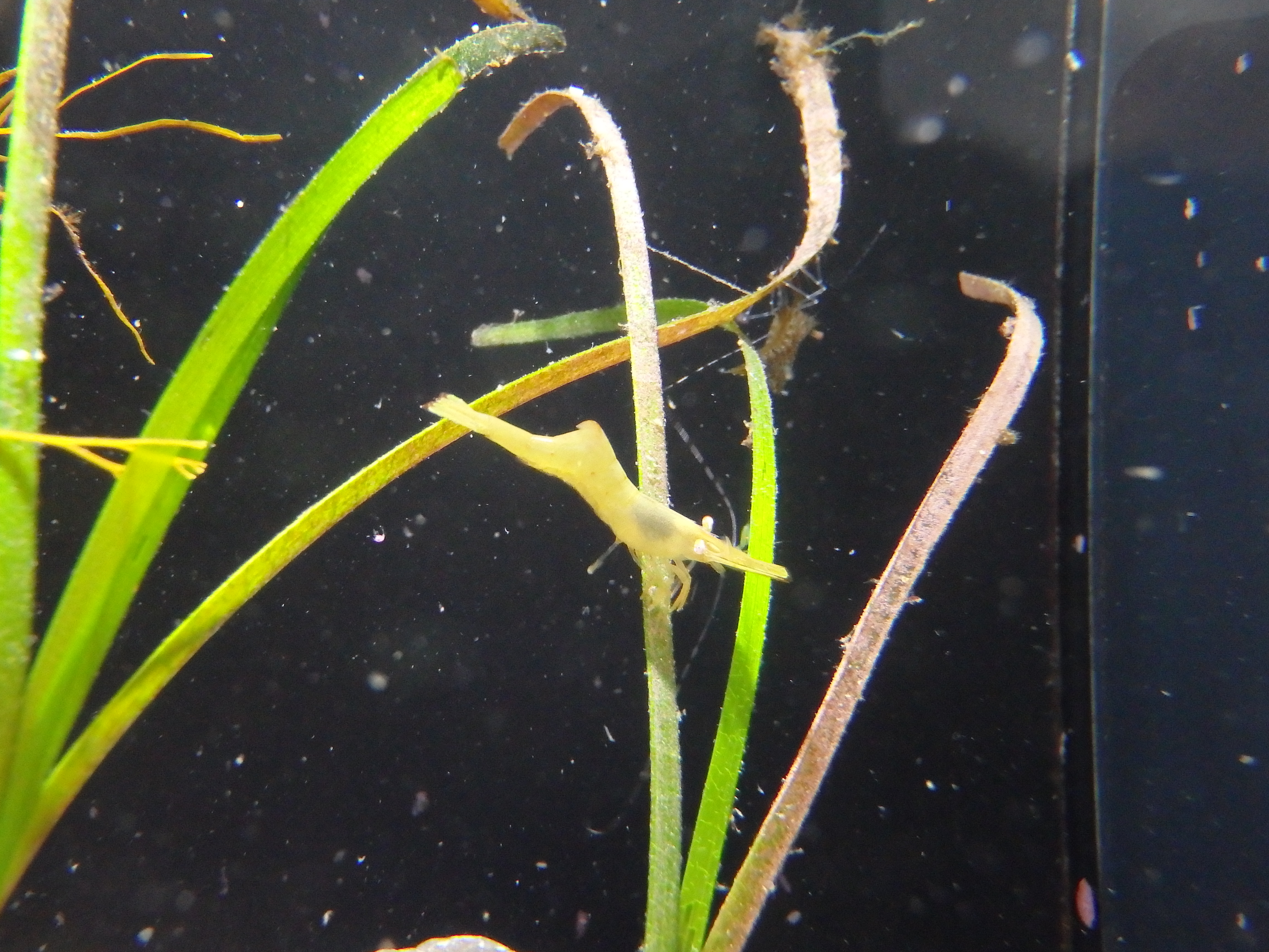 コシマガリモエビ