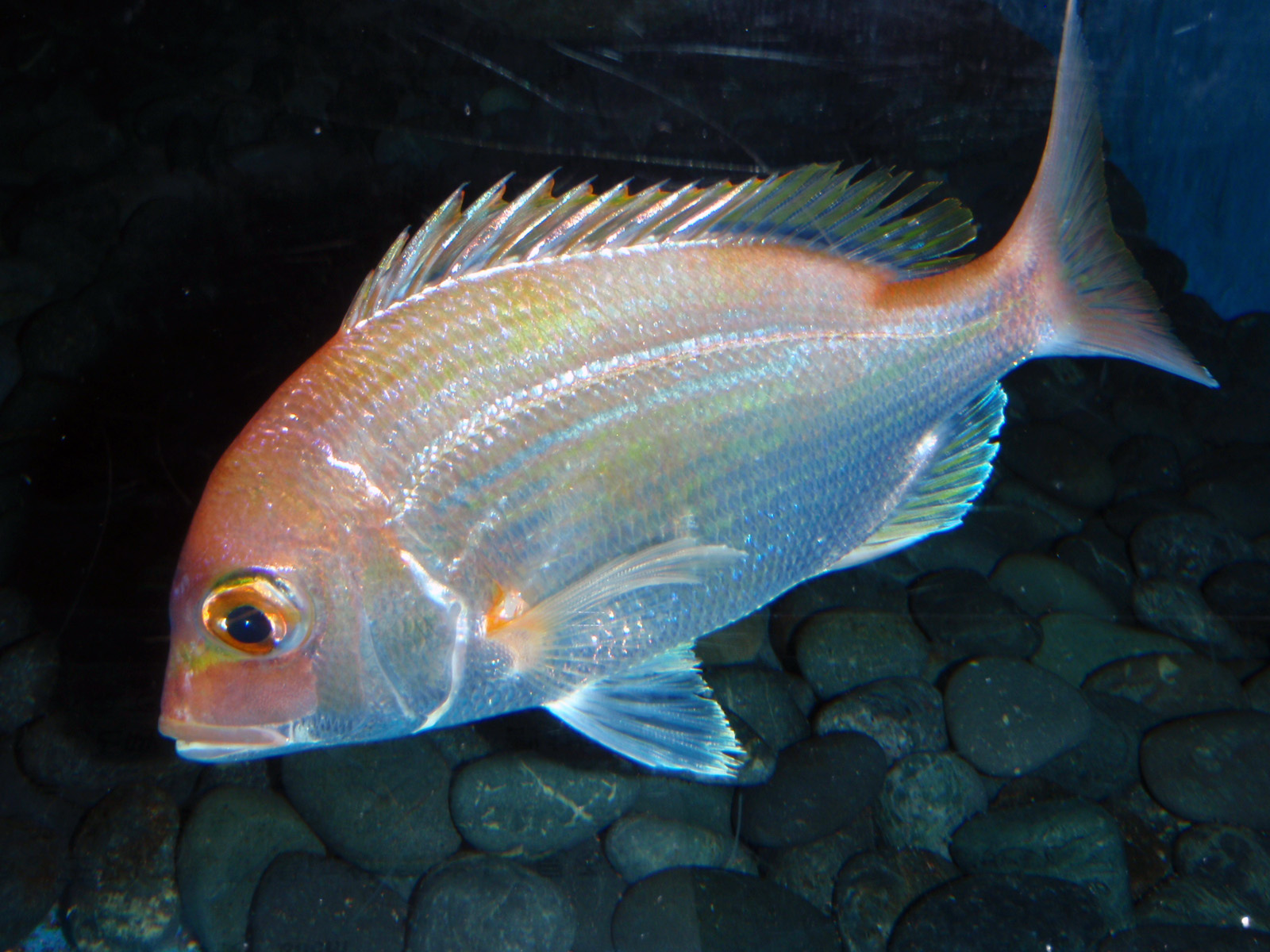 鶴岡市立加茂水族館 » キダイ