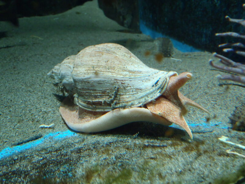 オオヒタチオビ