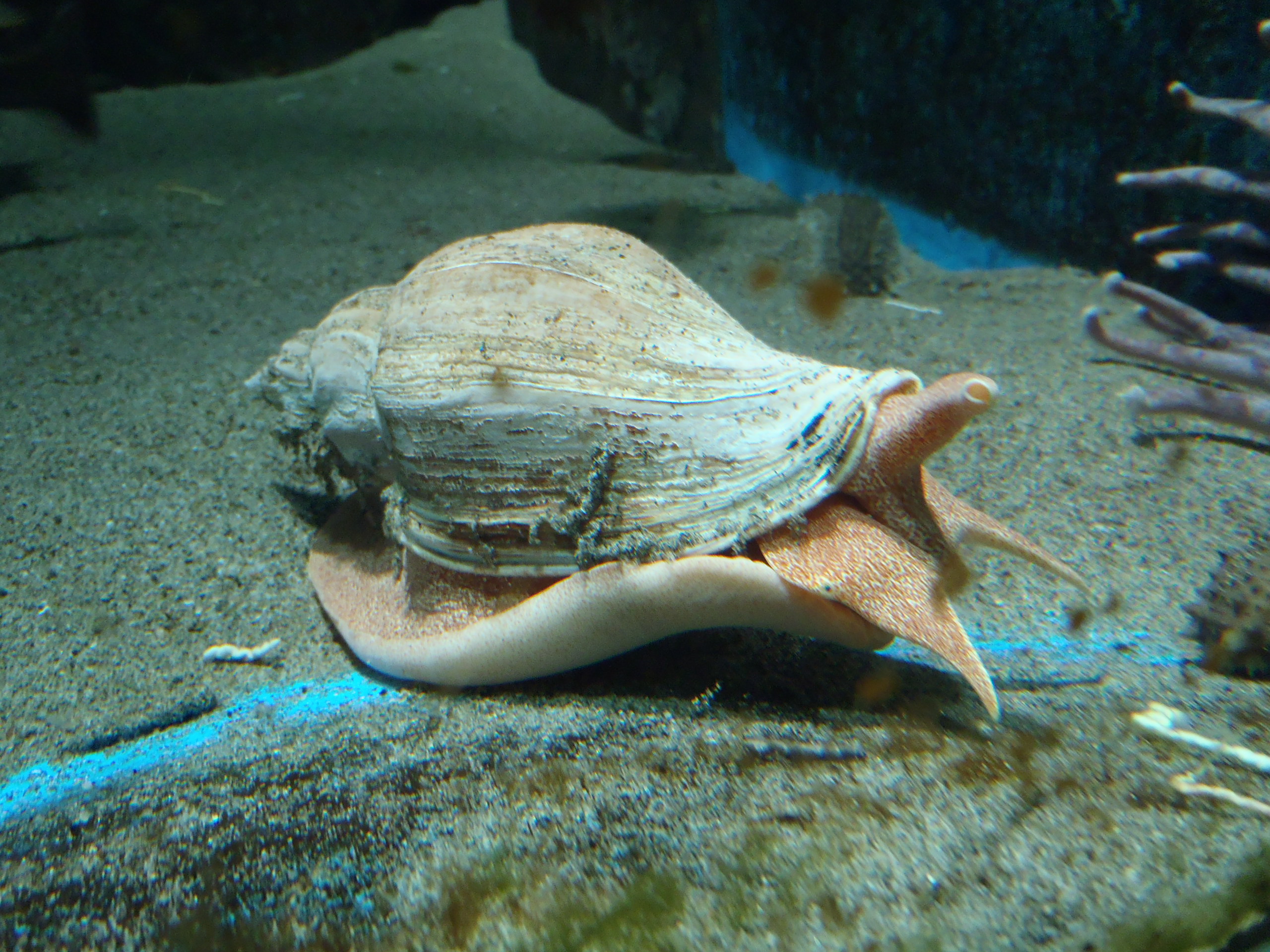 オオヒタチオビ