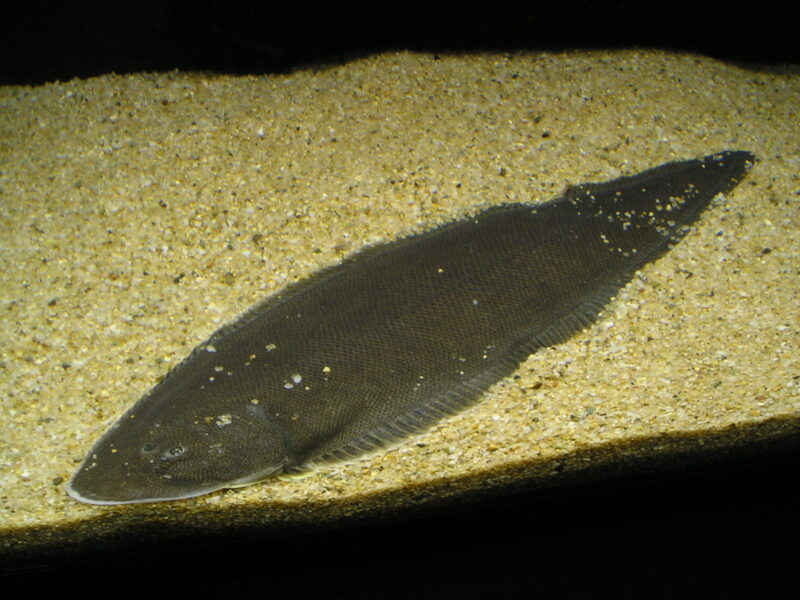 クロウシノシタ