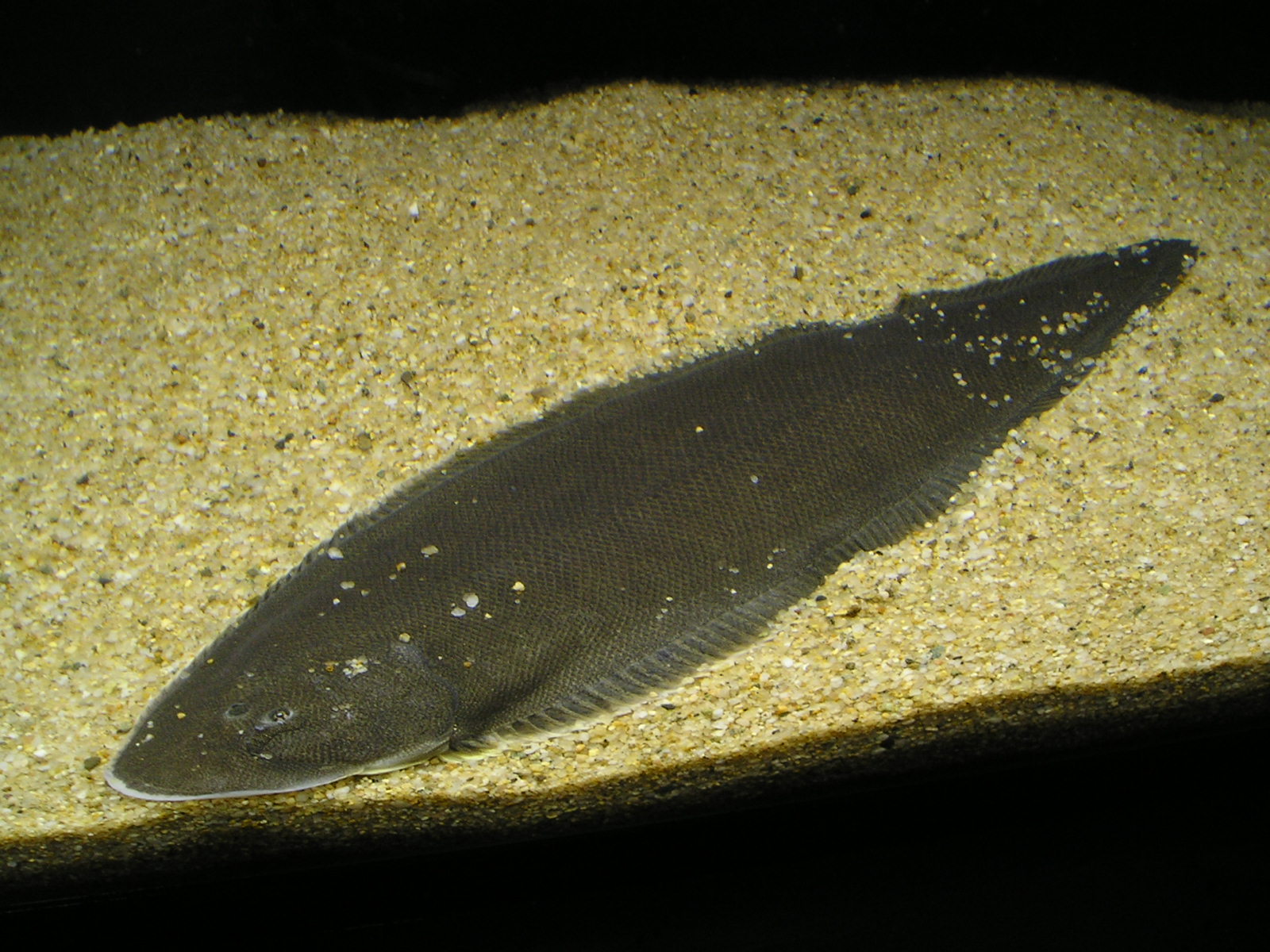 クロウシノシタ