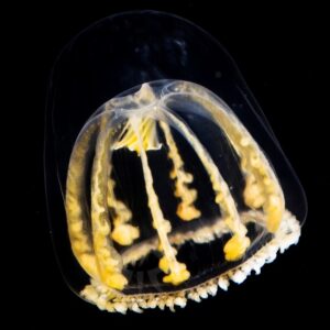 ハナクラゲモドキ