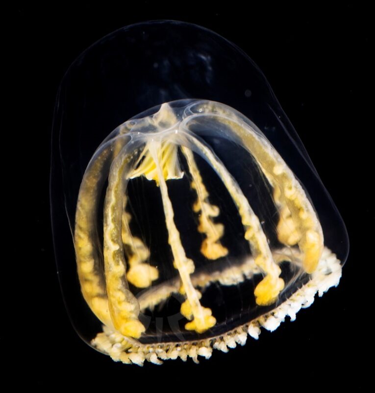 ハナクラゲモドキ