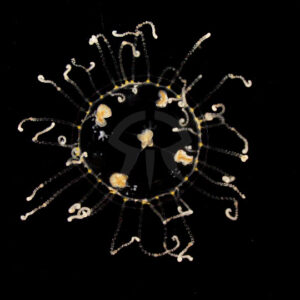 コモチカギノテクラゲ