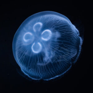 ミズクラゲ