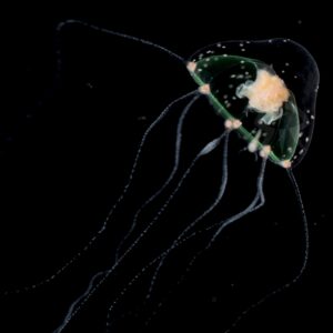 ミサキコモチエダクダクラゲ