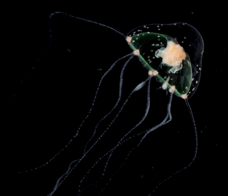 ミサキコモチエダクダクラゲ