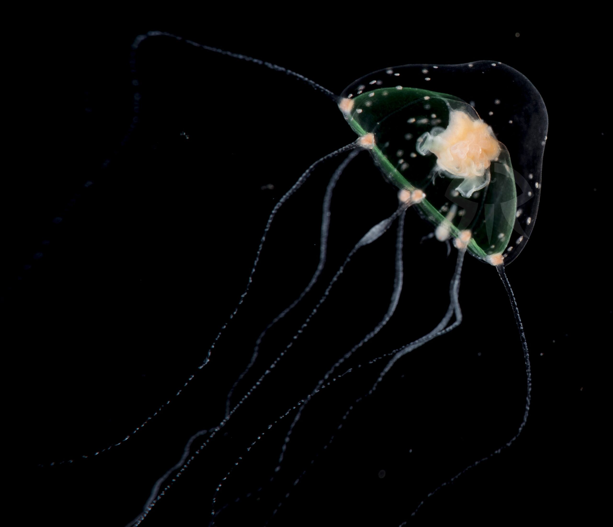 ミサキコモチエダクダクラゲ