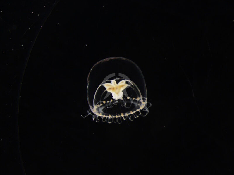 エダクダクラゲ