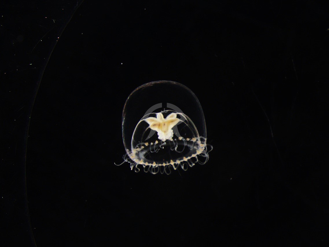 エダクダクラゲ