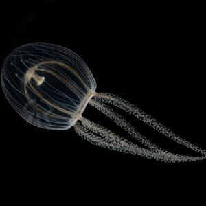 ウラシマクラゲ