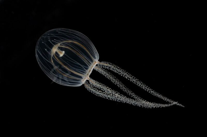 ウラシマクラゲ