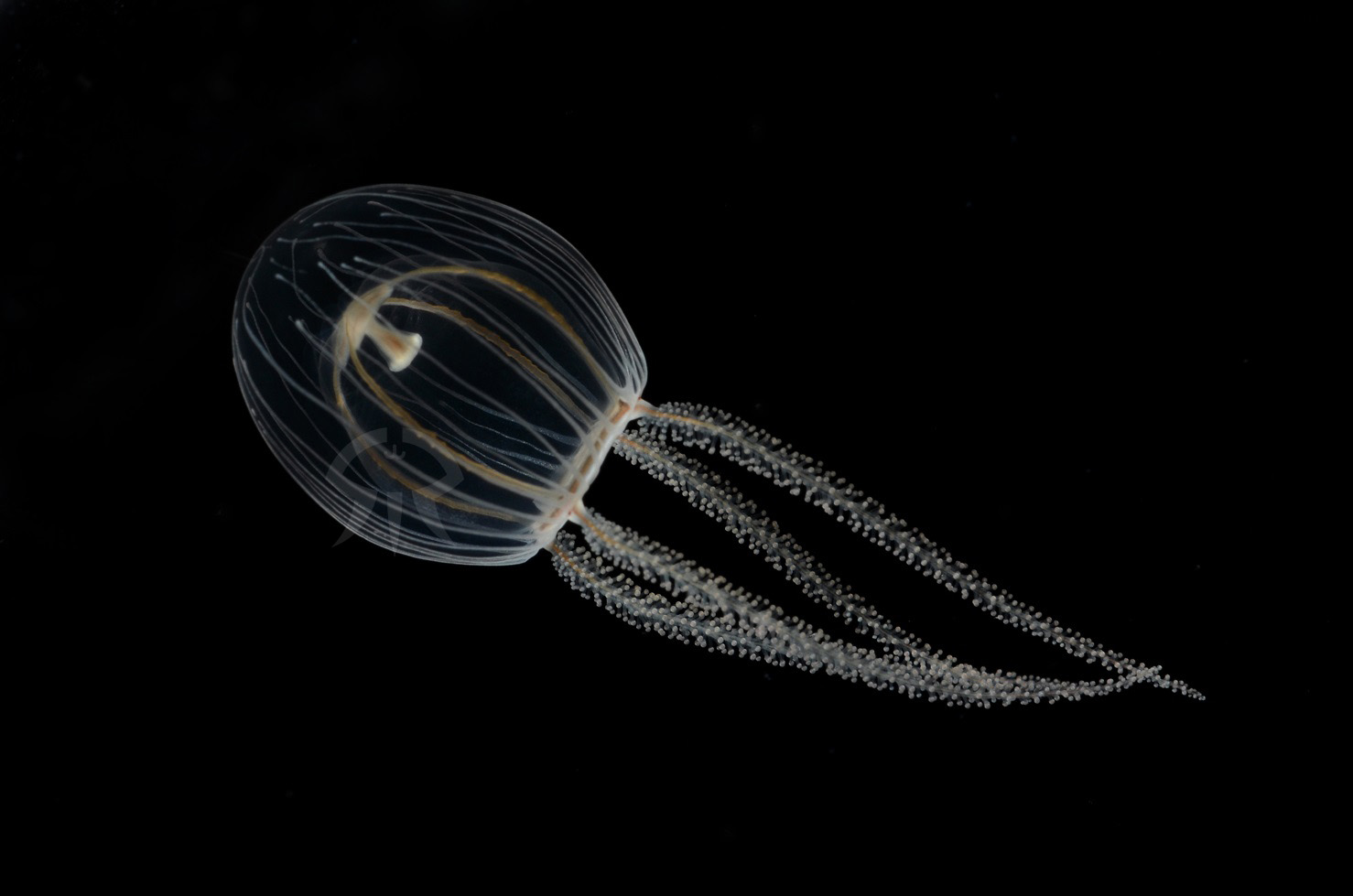 ウラシマクラゲ