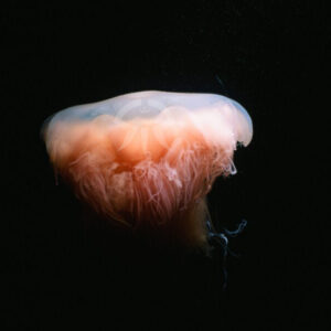 ユウレイクラゲ