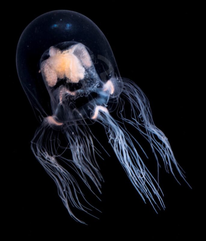 ドフラインクラゲ