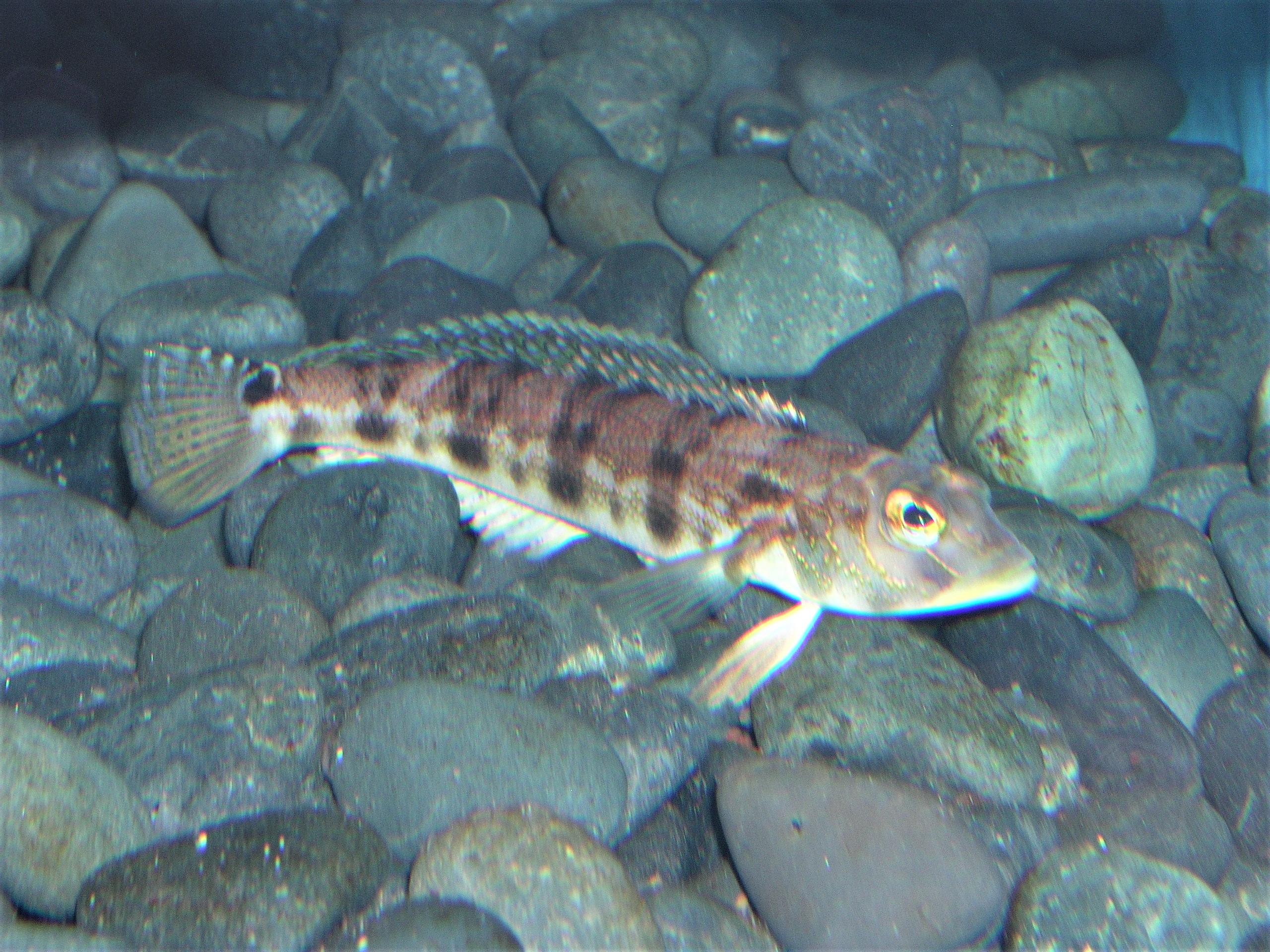 クラカケトラギス