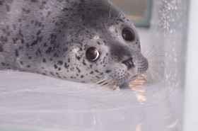 アザラシの名前が決まりました♪