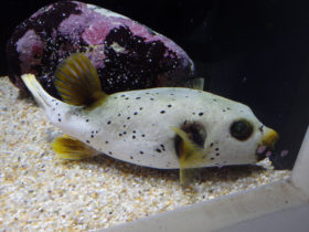 kokutennhugu
