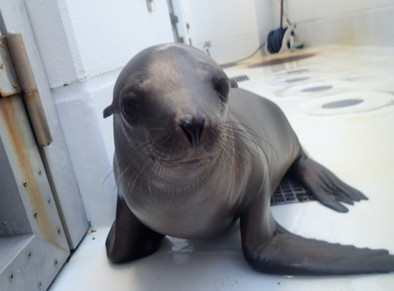 鶴岡市立加茂水族館 アシカの赤ちゃん一般公開と名前募集