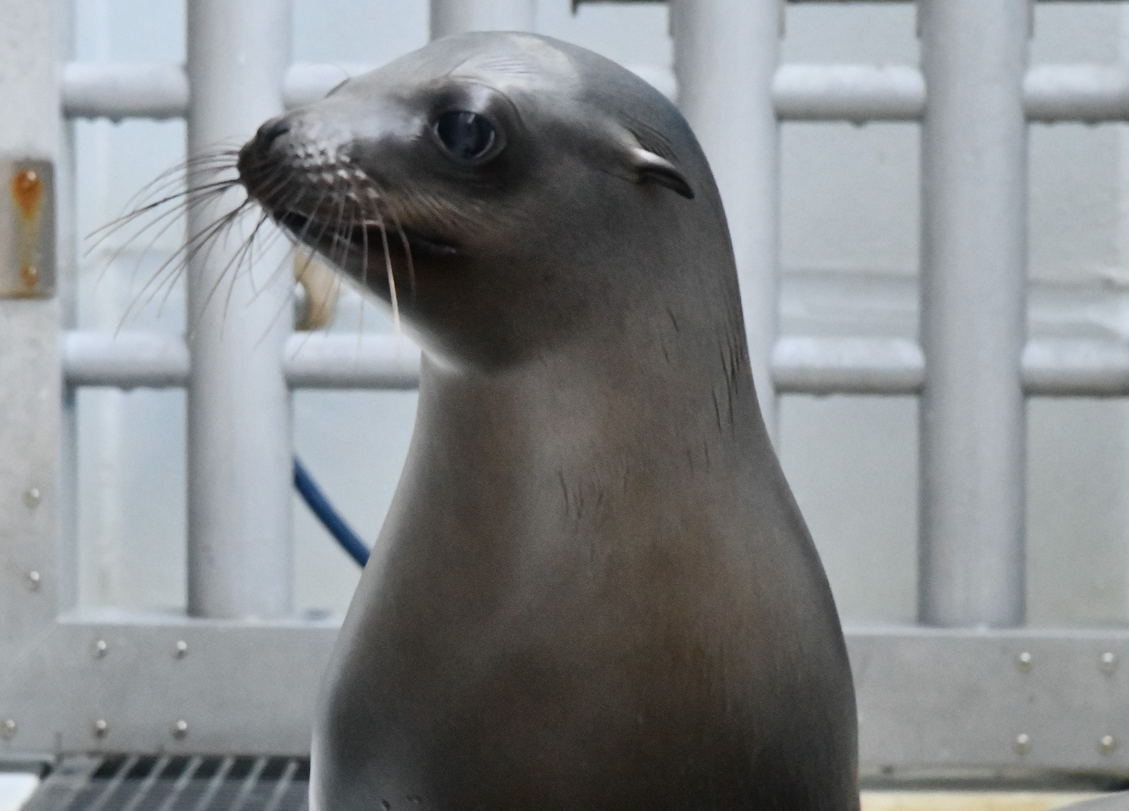 アシカの名前が決まりました～♪