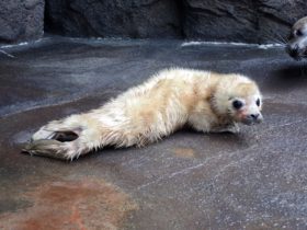 ゴマフアザラシの赤ちゃんが誕生しました♪