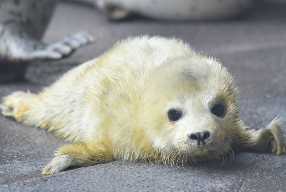 【今季3頭目】ゴマフアザラシの赤ちゃんが誕生しました♪