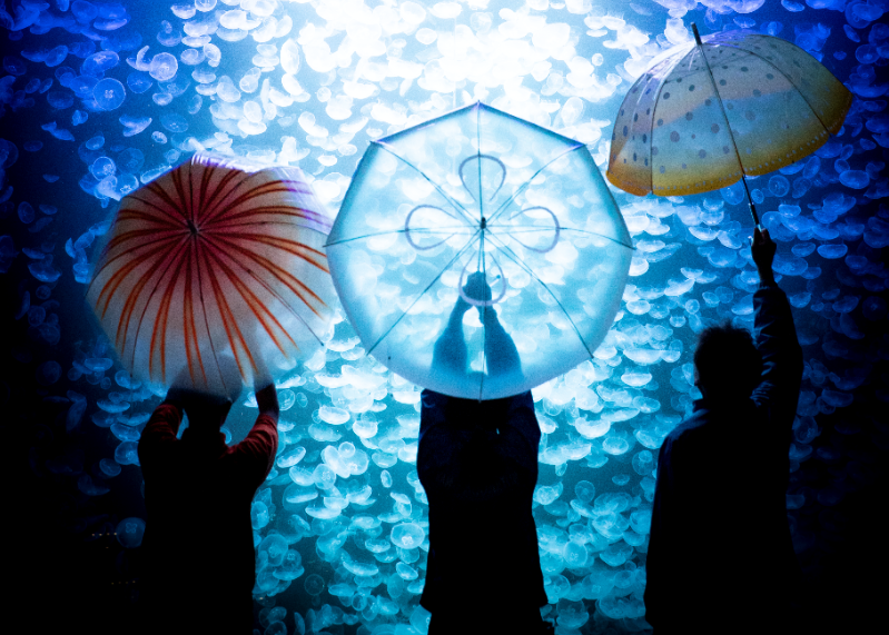 鶴岡市立加茂水族館 » コラボ商品 雨空を泳ぐクラゲの傘について