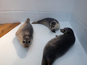 ゴマフアザラシの名前が決まりました♪