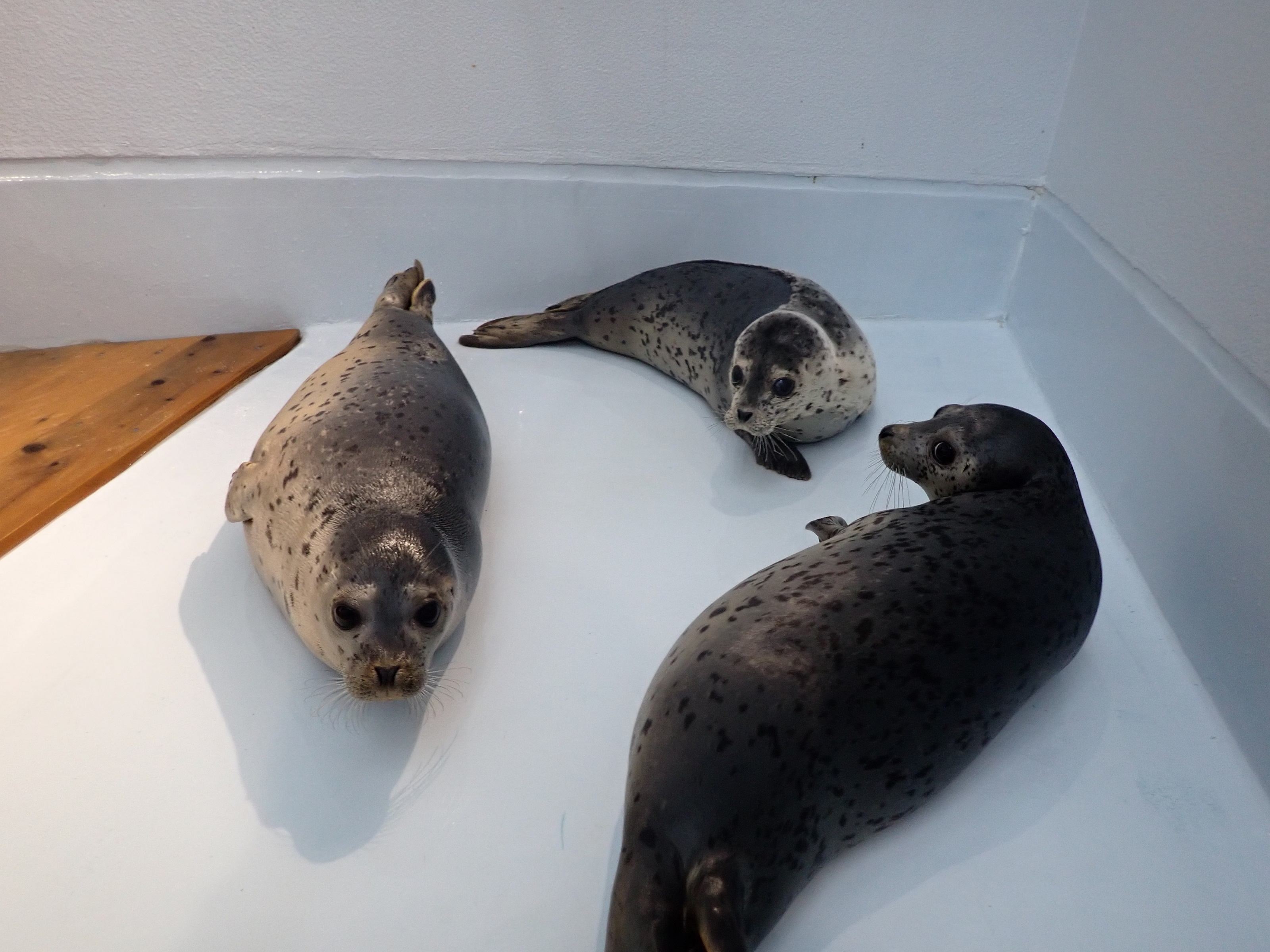 ゴマフアザラシの名前が決まりました♪