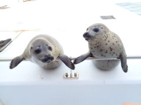 ゴマフアザラシお引越しのお知らせ