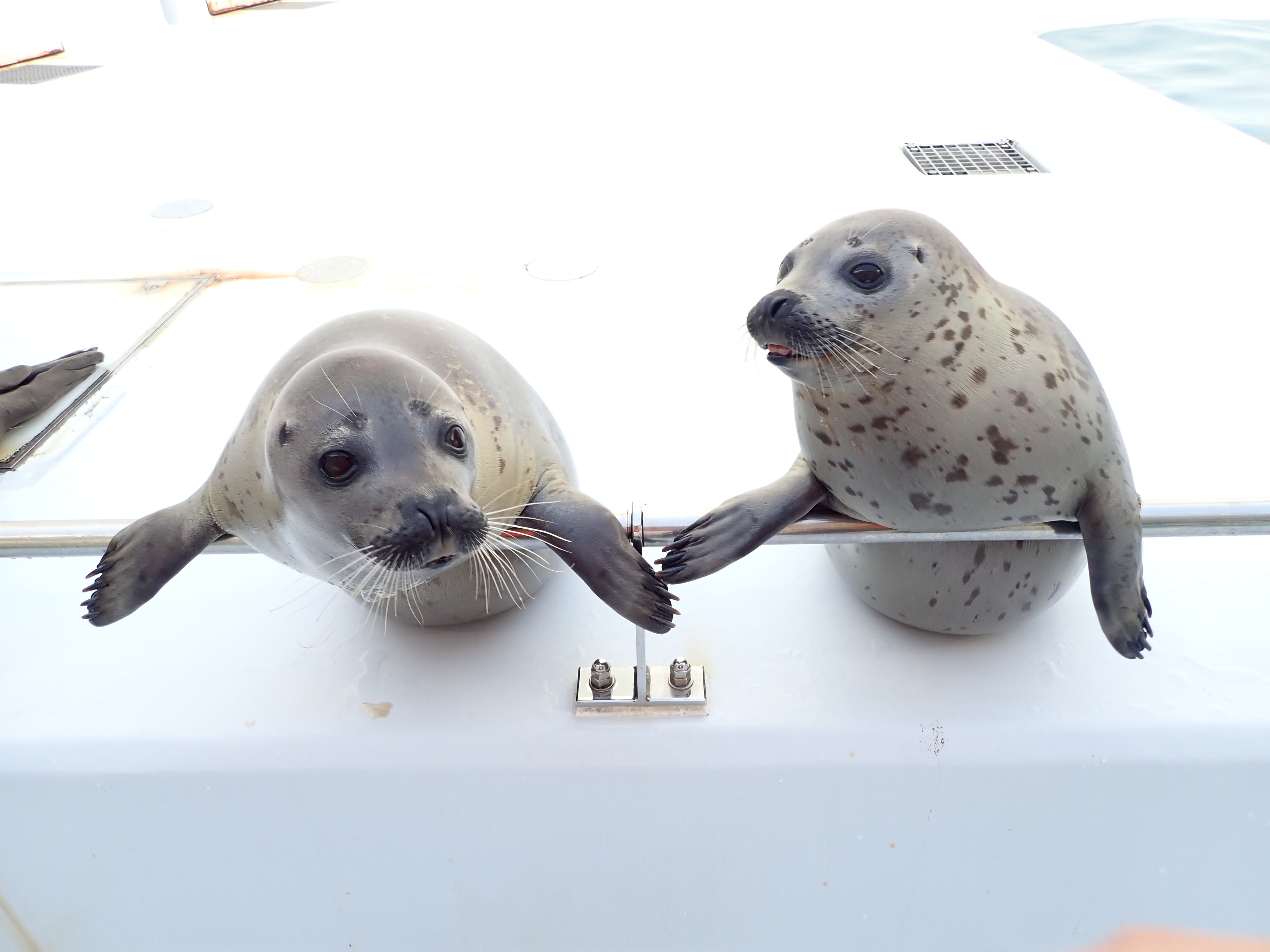 ゴマフアザラシお引越しのお知らせ