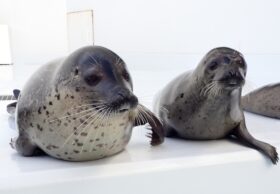 ゴマフアザラシお引越しのお知らせ